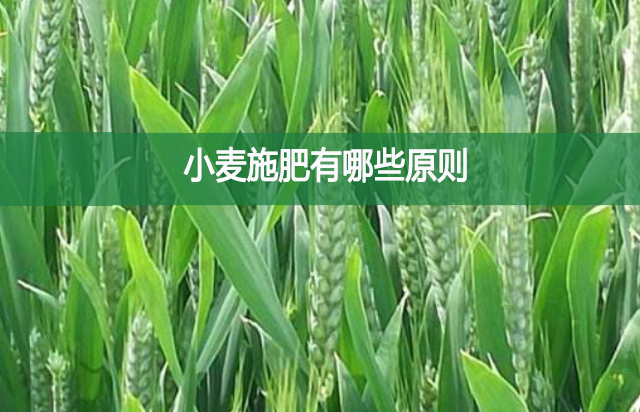 小麥?zhǔn)┓视心男┰瓌t