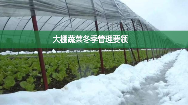 大棚蔬菜冬季管理要領