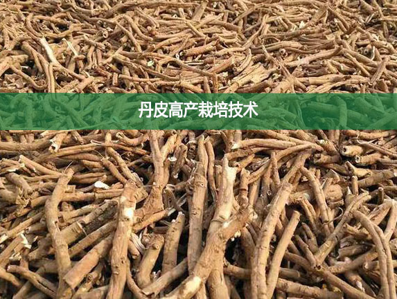 丹皮高產(chǎn)栽培技術(shù)