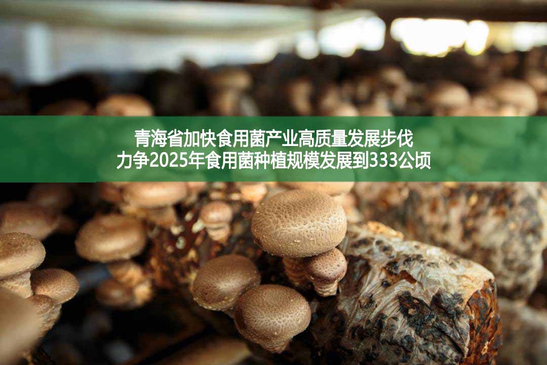 青海省加快食用菌產業高質量發展步伐　力爭2025年食用菌種植規模發展到333公頃