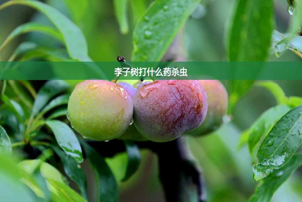 李子樹(shù)打什么藥殺蟲(chóng)