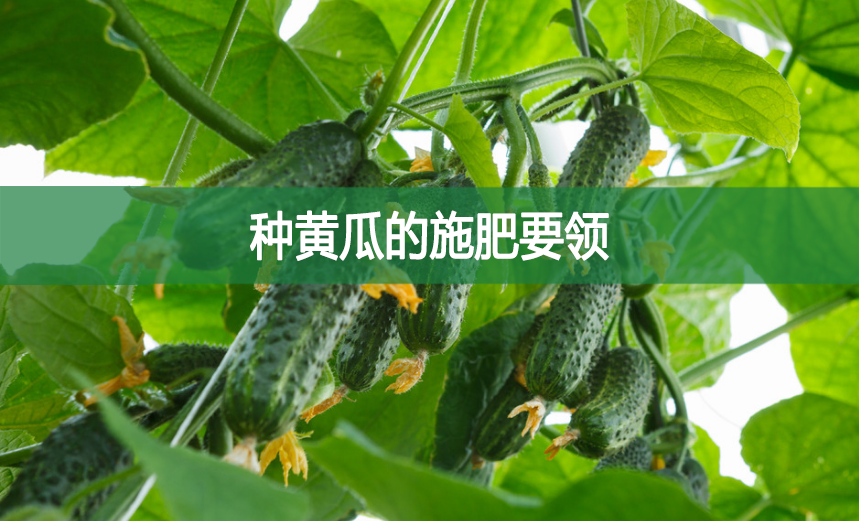 種黃瓜的施肥要領(lǐng)