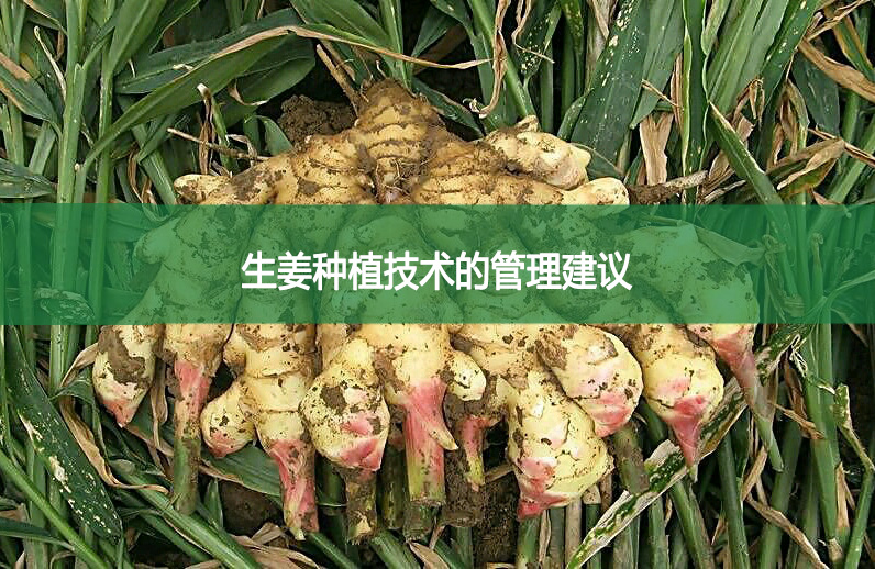 生姜種植技術(shù)的管理建議