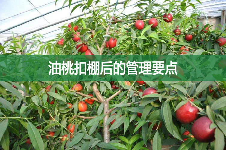 油桃扣棚后的管理要點
