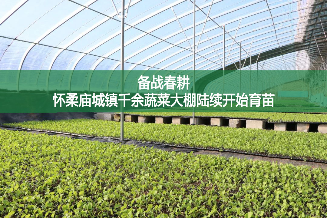 備戰(zhàn)春耕，懷柔廟城鎮(zhèn)千余蔬菜大棚陸續(xù)開(kāi)始育苗