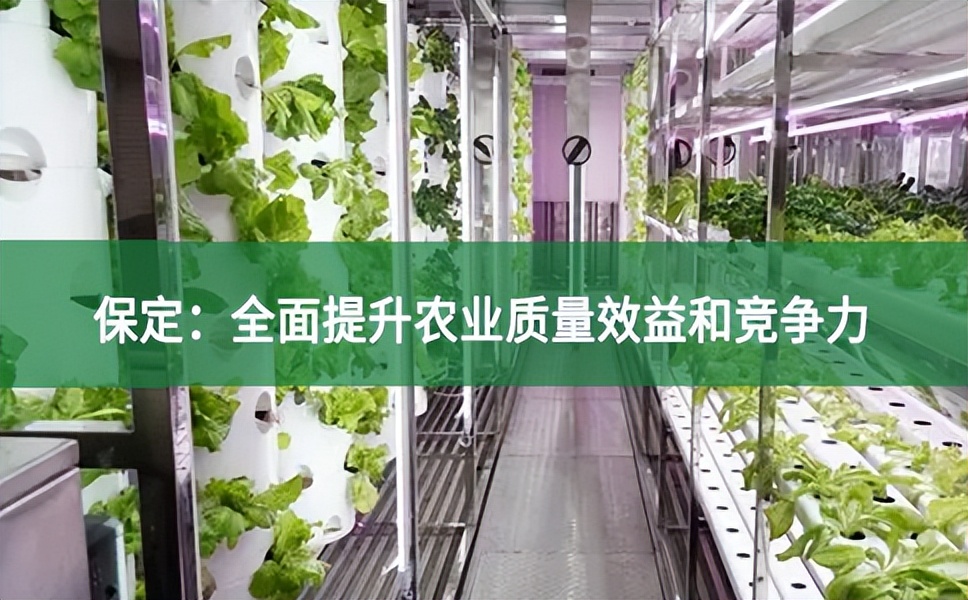 保定:全面提升農業質量效益和競爭力