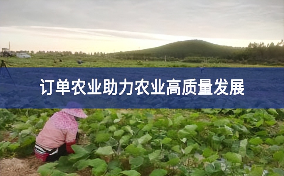 訂單農業好“錢景”，助力臺山農業高質量發展