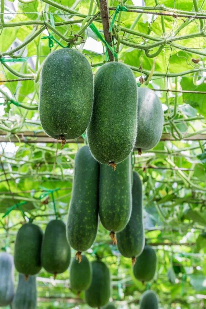冬瓜種植大棚