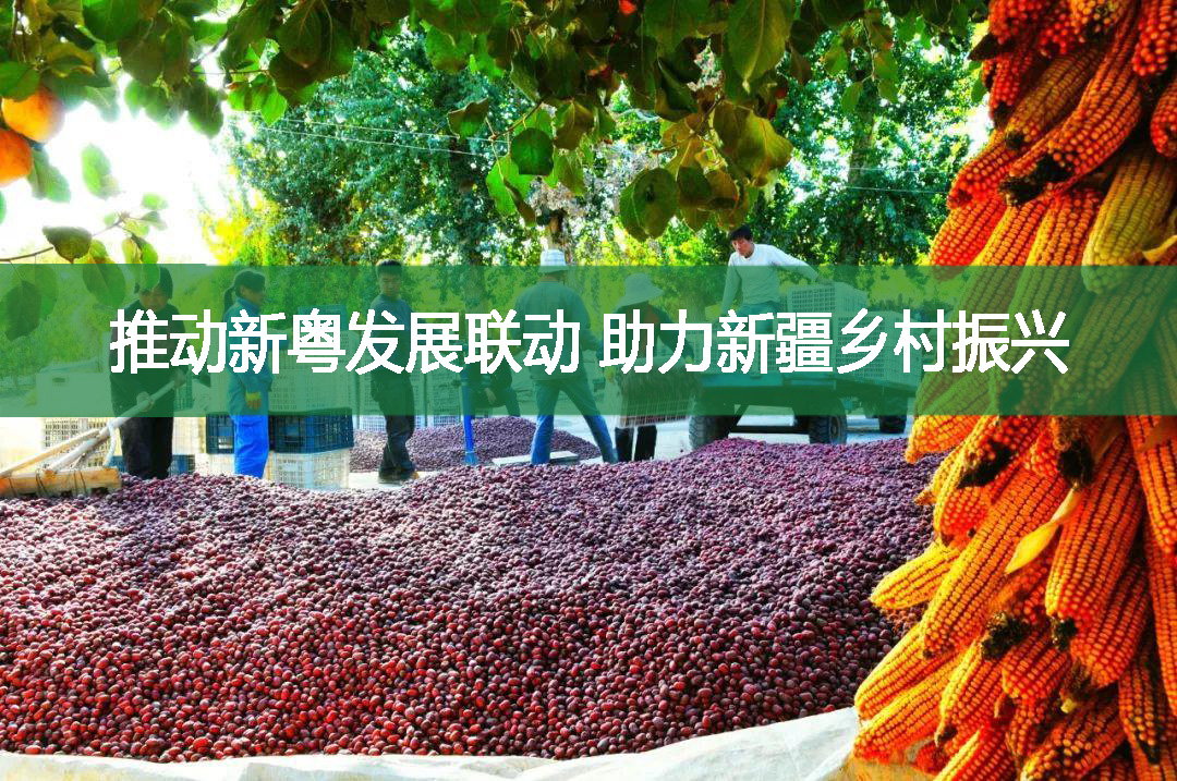 推動新粵發(fā)展聯(lián)動 助力新疆鄉(xiāng)村振興