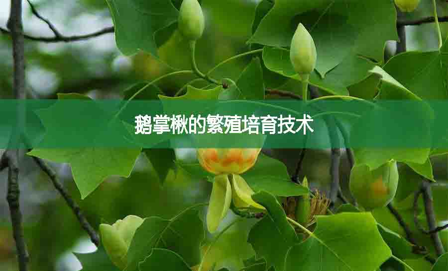 鵝掌楸的繁殖培育技術(shù)