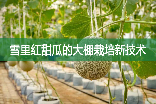 雪里紅甜瓜的大棚栽培新技術
