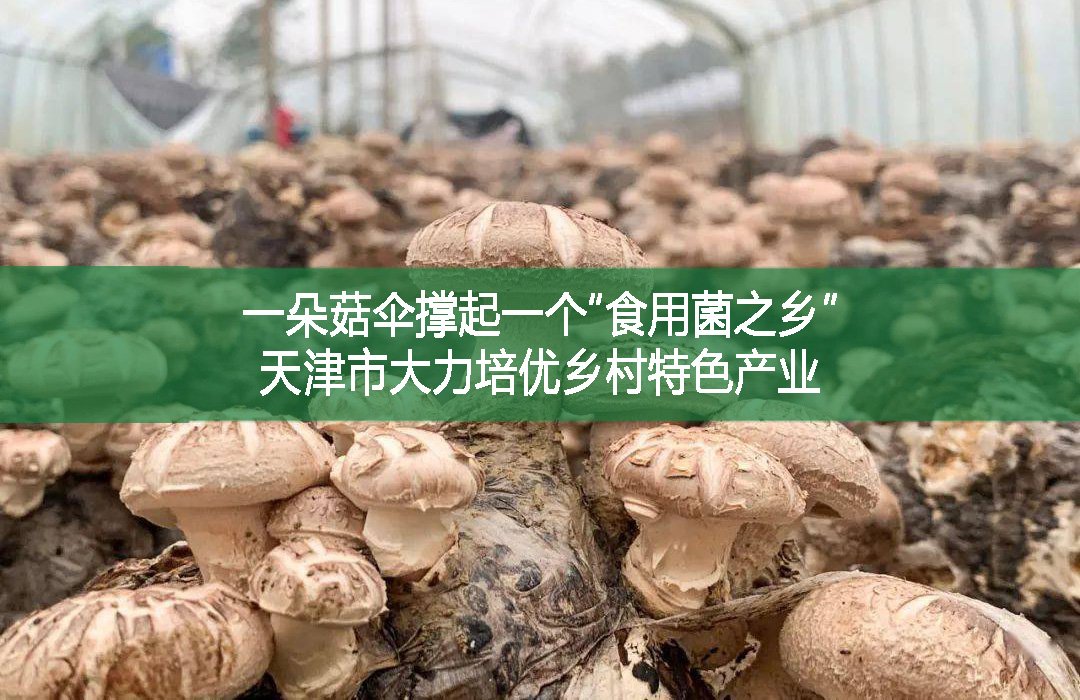 一朵菇傘撐起一個“食用菌之鄉”── 天津市大力培優鄉村特色產業