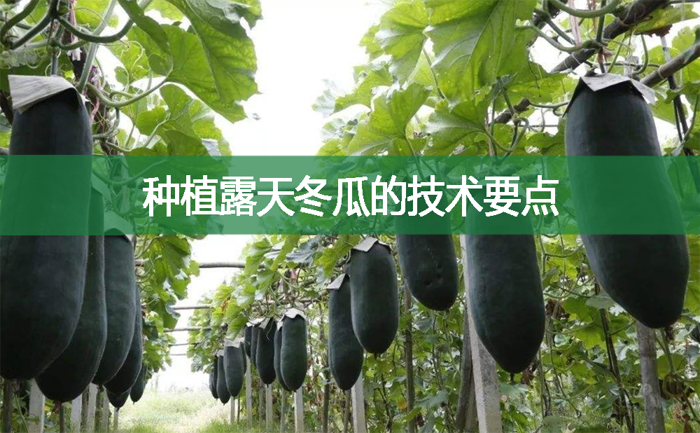 種植露天冬瓜的技術要點