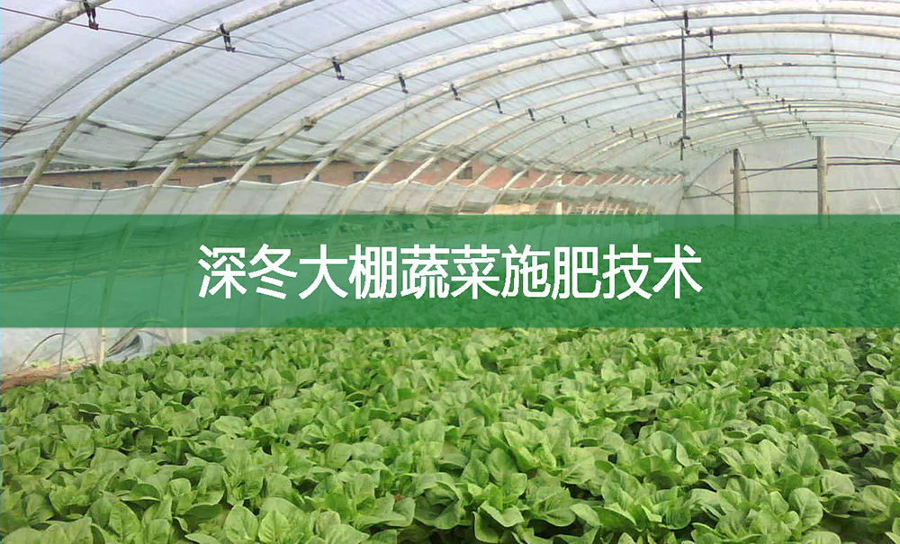 深冬大棚蔬菜施肥技術