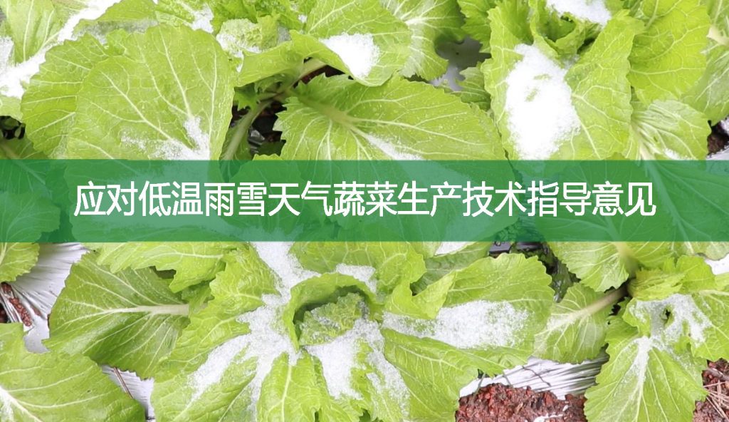 應對低溫雨雪天氣蔬菜生產(chǎn)技術(shù)指導意見