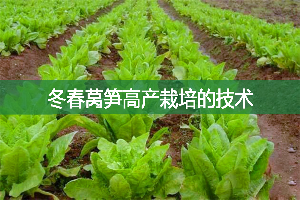 冬春萵筍高產(chǎn)栽培的技術(shù)