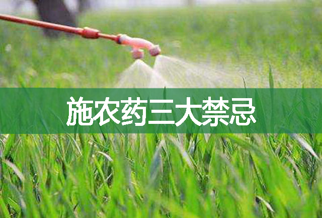 施農藥的三大禁忌