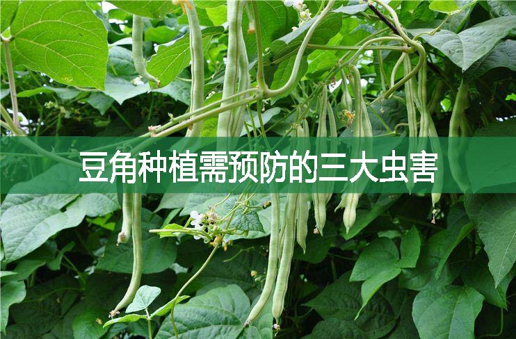 豆角種植需預防的三大蟲害