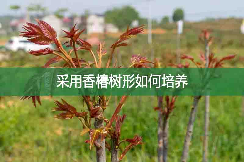 采用香椿樹形如何培養(yǎng)