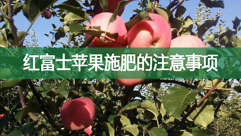 紅富士蘋(píng)果施肥的注意事項(xiàng)