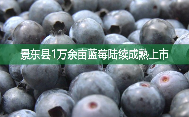 景東縣1萬余畝藍莓陸續成熟上市