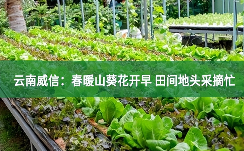 云南威信:春暖山葵花開早 田間地頭采摘忙