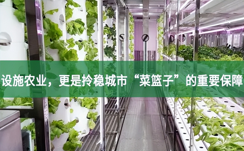 現代化設施農業,更是拎穩城市“菜籃子”的重要保障