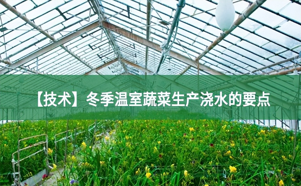 【技術(shù)】冬季溫室蔬菜生產(chǎn)澆水的要點