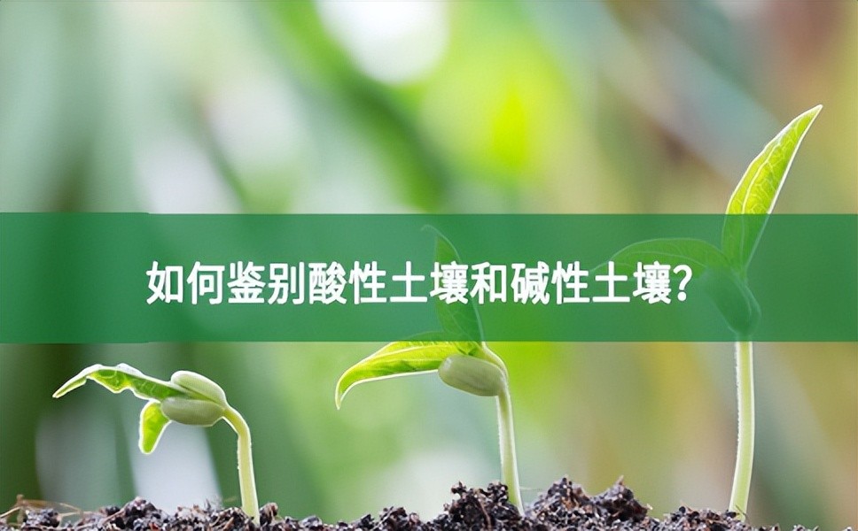 如何鑒別酸性土壤和堿性土壤？