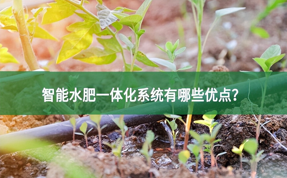 智能水肥一體化系統有哪些優點?