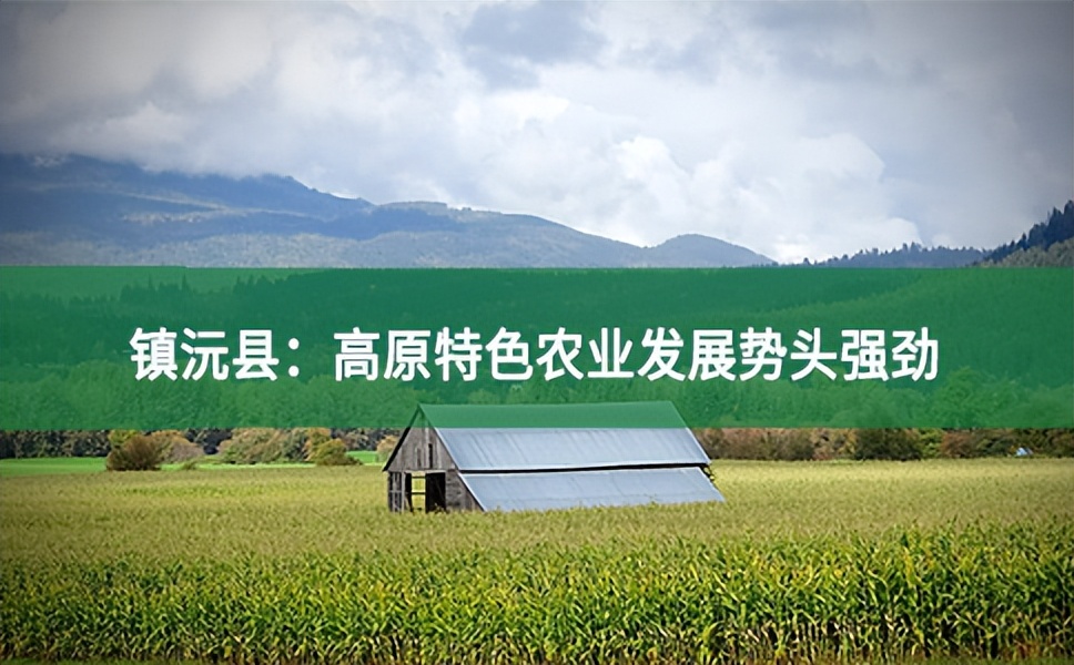 鎮沅縣:高原特色農業發展勢頭強勁