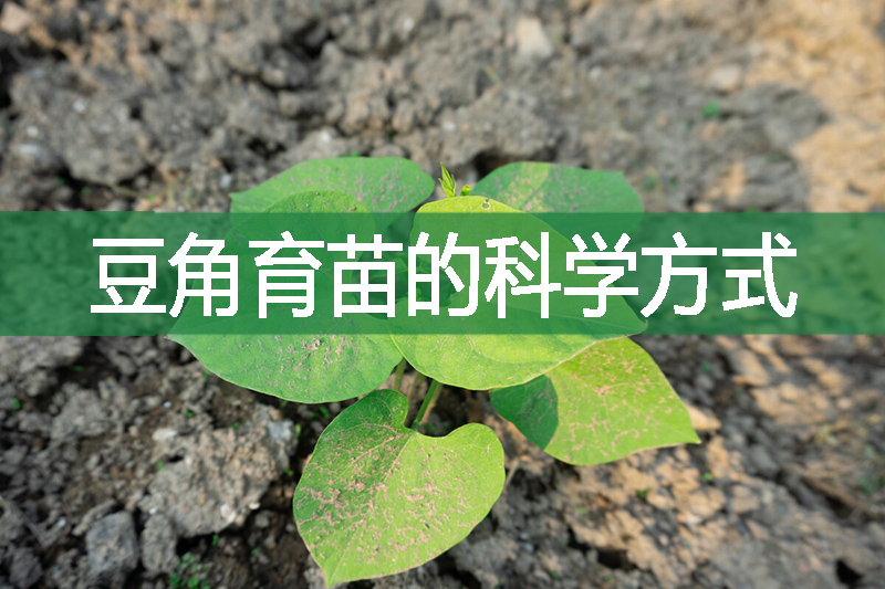 豆角育苗的科學方式