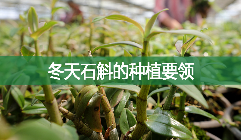 冬天石斛的種植要領(lǐng)