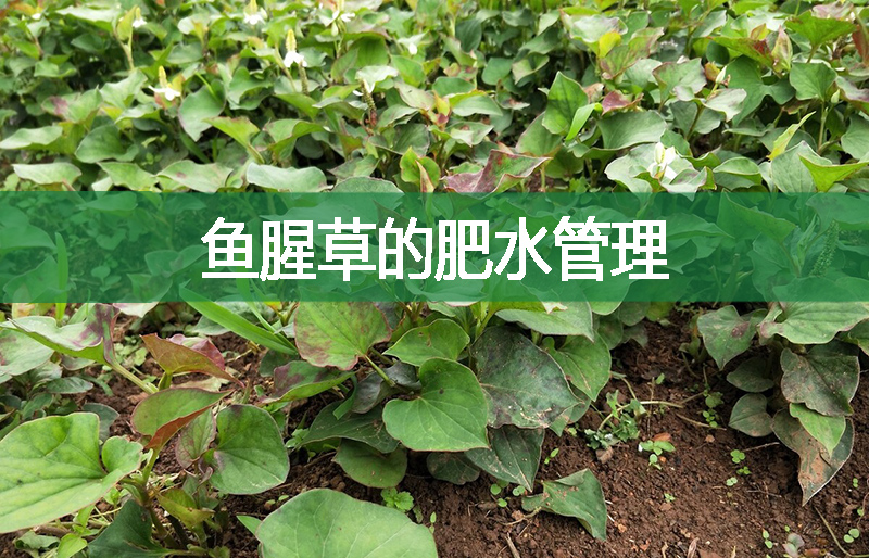 魚腥草的肥水管理