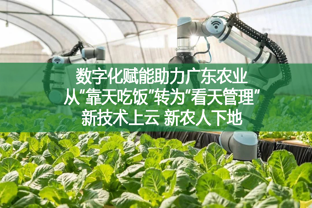 數字化賦能助力廣東農業，從“靠天吃飯”轉為“看天管理”新技術上云，新農人下地