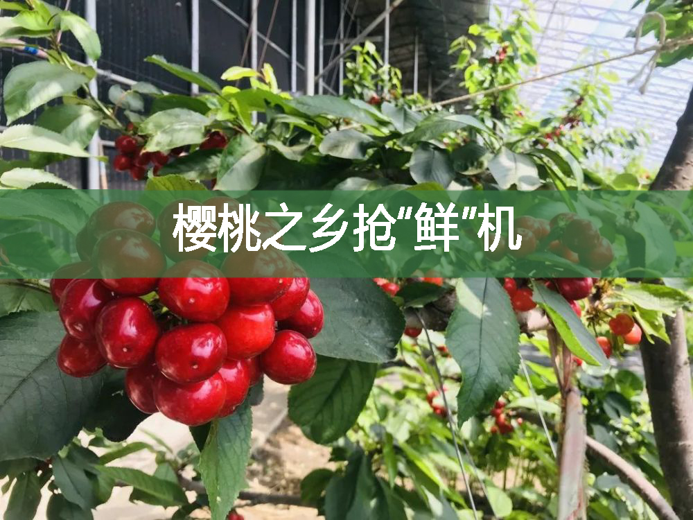 櫻桃之鄉搶“鮮”機