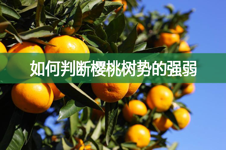 柑橘科學(xué)施肥的注意點(diǎn)