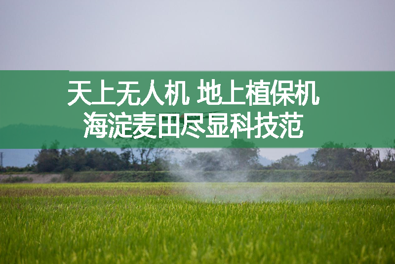 天上無(wú)人機(jī)，地上植保機(jī)，海淀麥田盡顯科技范