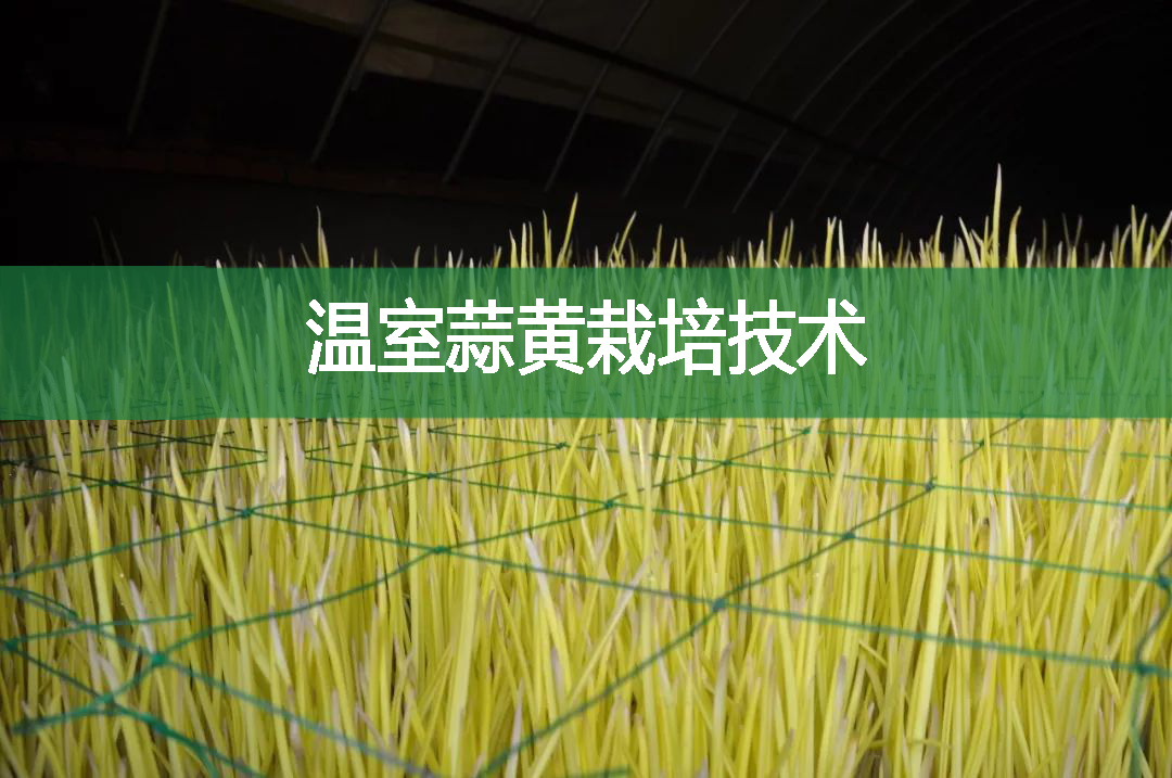 溫室蒜黃栽培技術