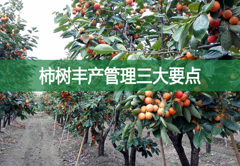 柿樹(shù)豐產(chǎn)管理三大要點(diǎn)