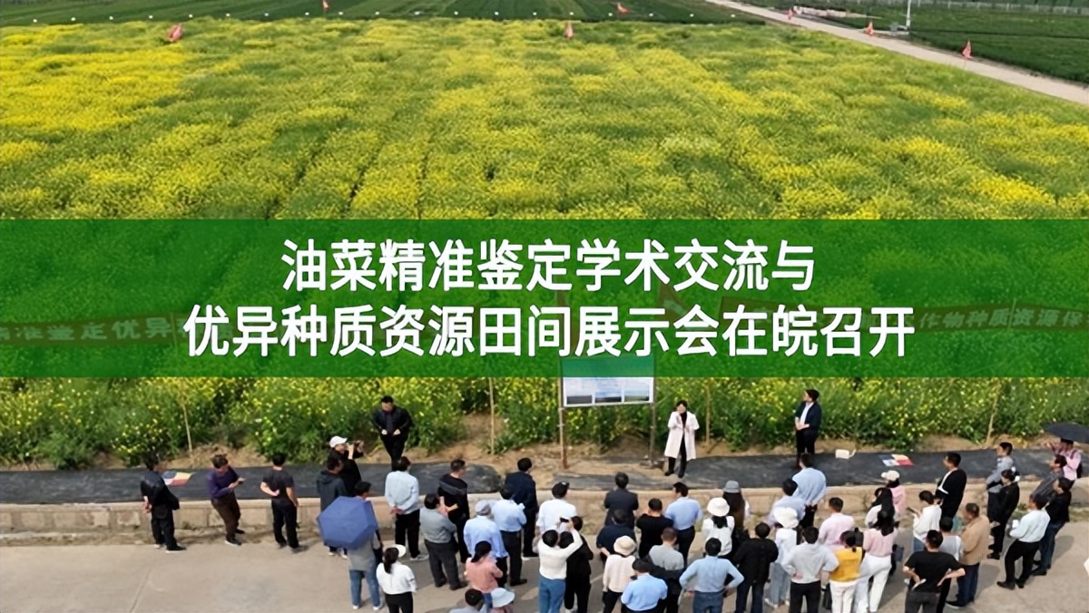 油菜精準(zhǔn)鑒定學(xué)術(shù)交流與優(yōu)異種質(zhì)資源田間展示會在皖召開