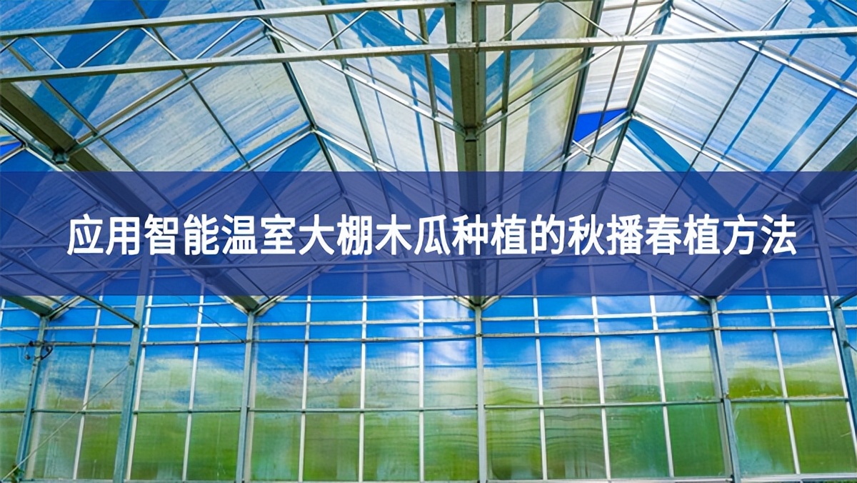 應(yīng)用智能溫室大棚木瓜種植的秋播春植方法