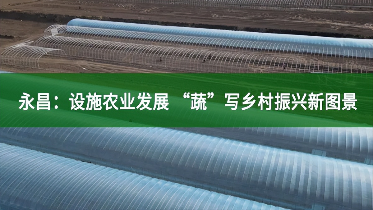 永昌:設施農業發展 “蔬”寫鄉村振興新圖景