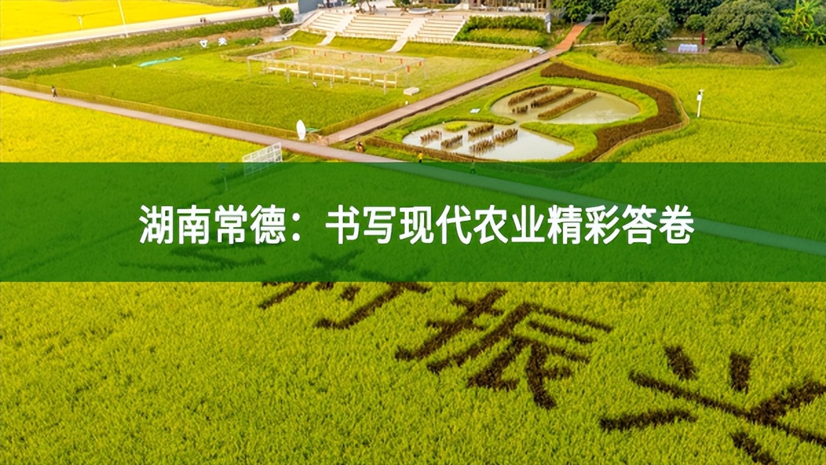 湖南常德:書(shū)寫(xiě)現(xiàn)代農(nóng)業(yè)精彩答卷