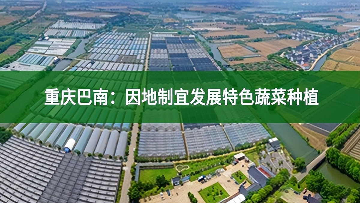 重慶巴南:因地制宜發(fā)展特色蔬菜種植