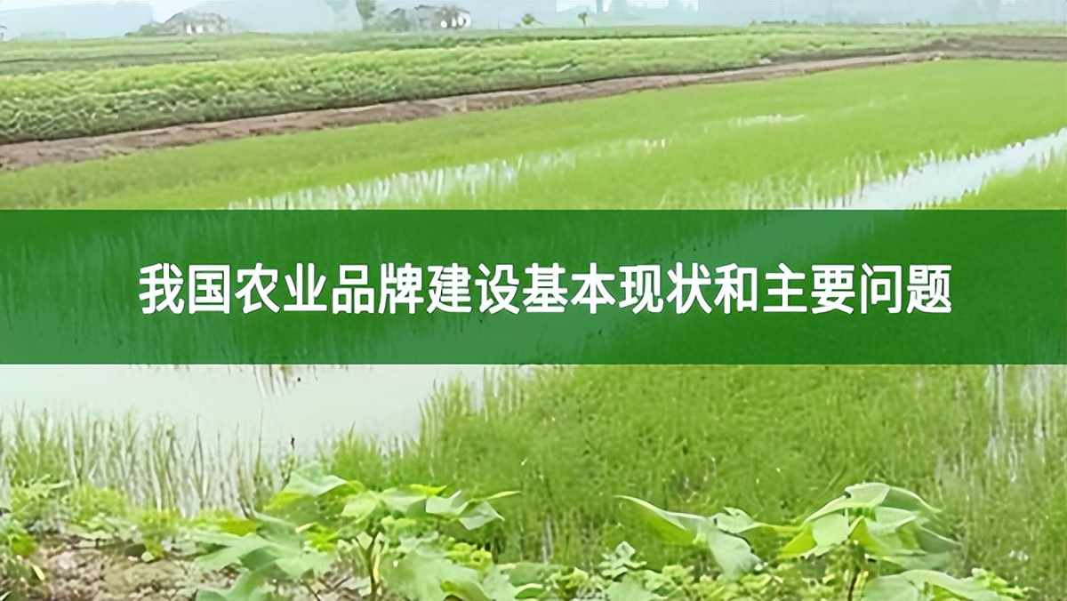 我國農(nóng)業(yè)品牌建設(shè)基本現(xiàn)狀和主要問題