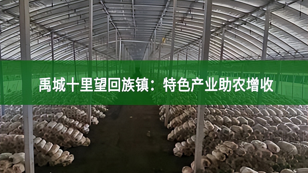 【鄉(xiāng)村振興】禹城十里望回族鎮(zhèn)：特色產業(yè)助農增收
