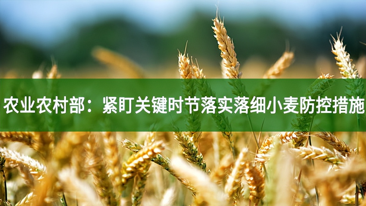 農業農村部:緊盯關鍵時節落實落細小麥防控措施