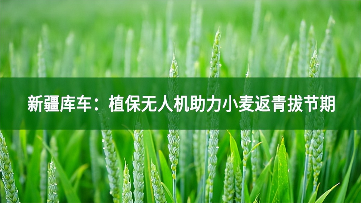 新疆庫車：植保無人機助力小麥返青拔節(jié)期