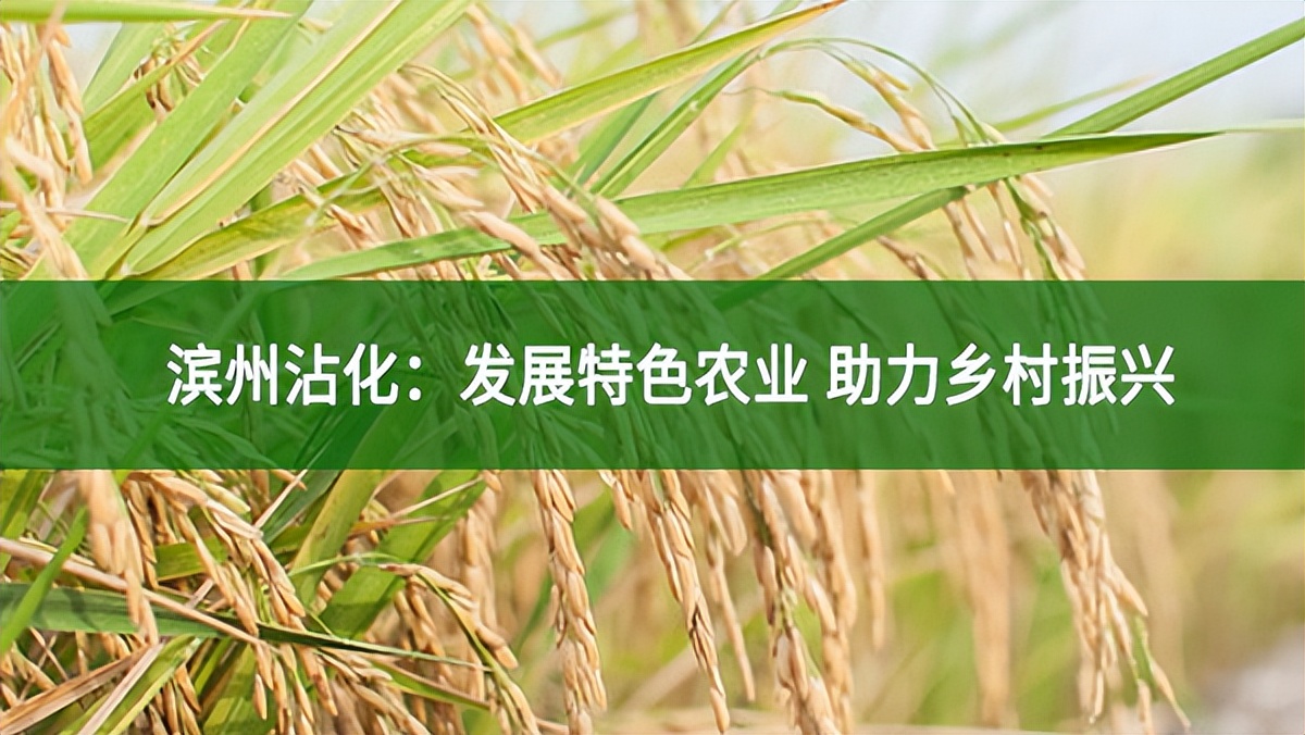 濱州沾化:發(fā)展特色農(nóng)業(yè) 助力鄉(xiāng)村振興